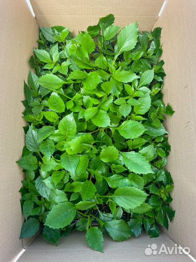 Георгины укорененные черенки