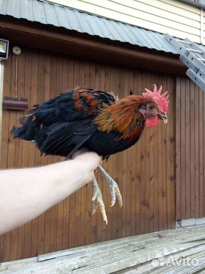 Петухи минорка, моск.черная, адлер, леггорн