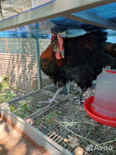 Индоутята, петухи Маран черно медный