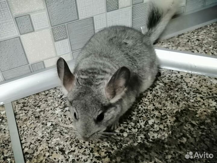 Белый эбони