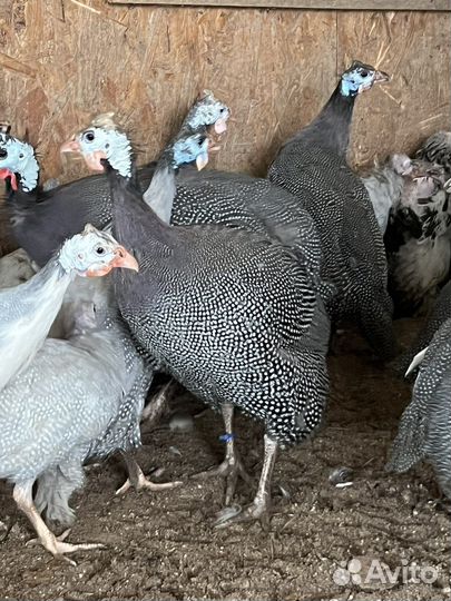 Цесарята, индюшата