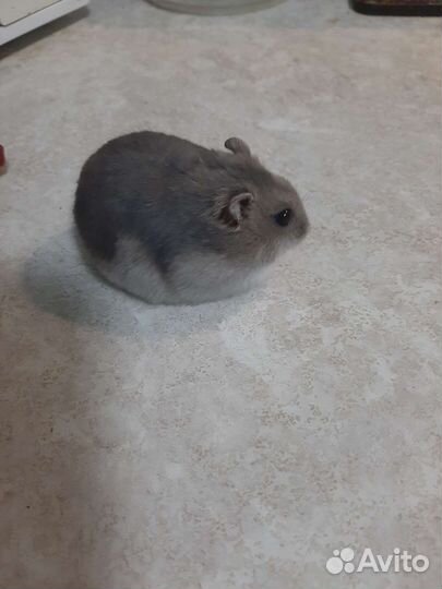 Джунгарский хомяк