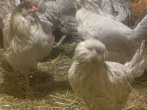 Амераукана лаванда семья, цыплята