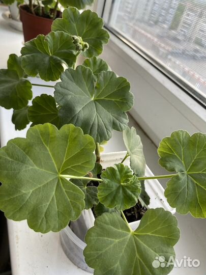 Герань пеларгония белая