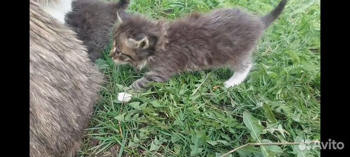 Пушистые котята