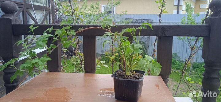 Ежемалина Кумберленд