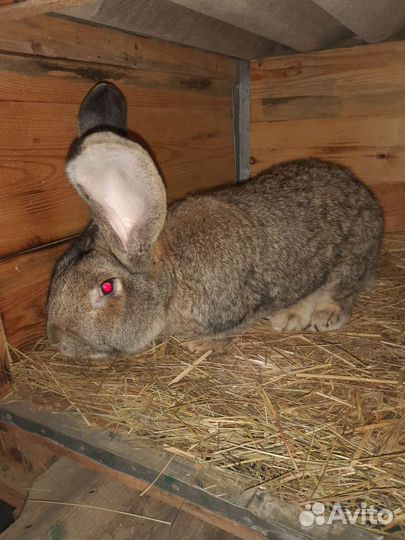 Мясо кролика