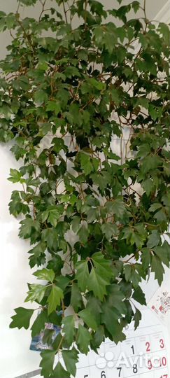 Циссус и фикус Бенджамин