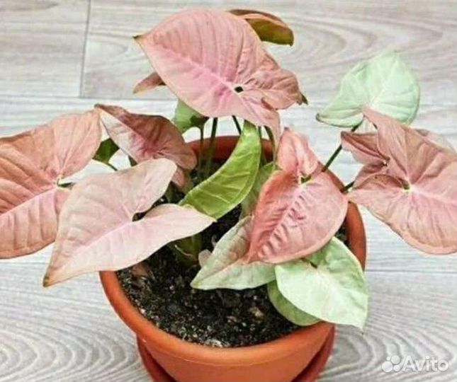 Синг неон, н джой, потос, эпипремнум пиннатум вайт