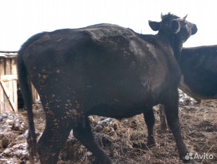 Корова стельная