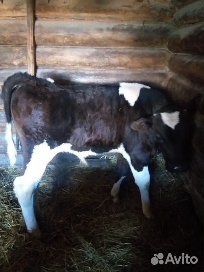 Корова и теленок