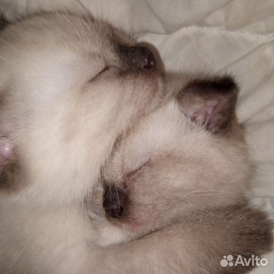 Сиамские котята