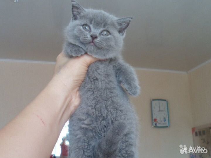 Вислоухие котята