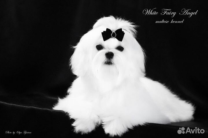 Кобель мальтезе (РКФ)