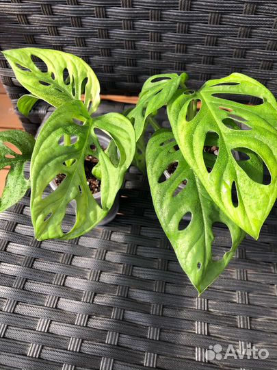 Монстера манки