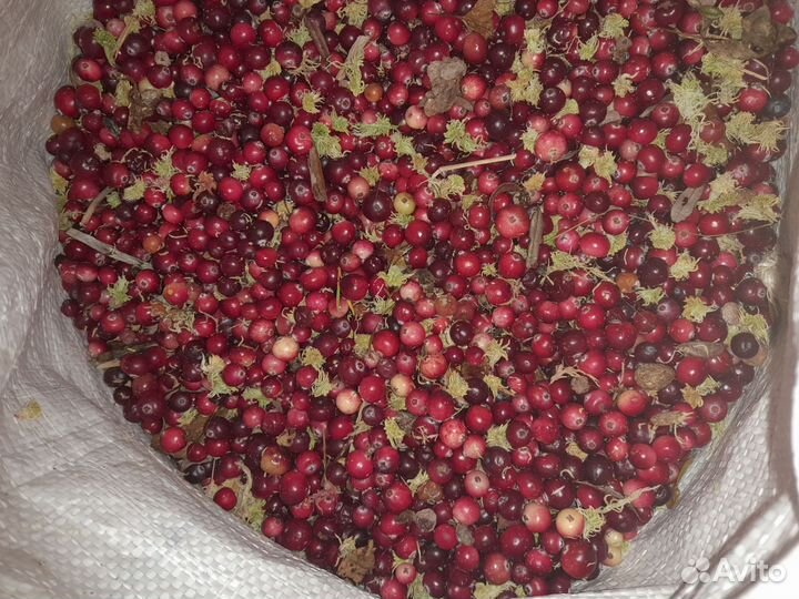 Клюква свежая