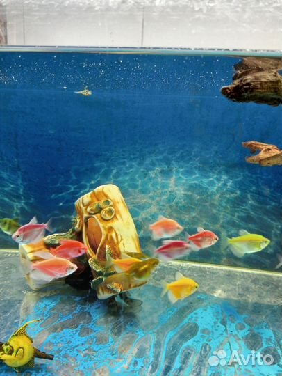 Продаю рыбок
