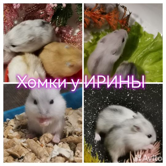 Джунгарский хомяк