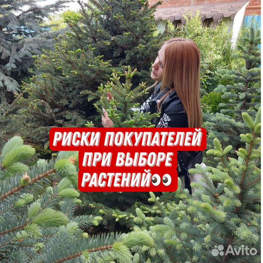 Голубые ели и зеленые ели с гарантией