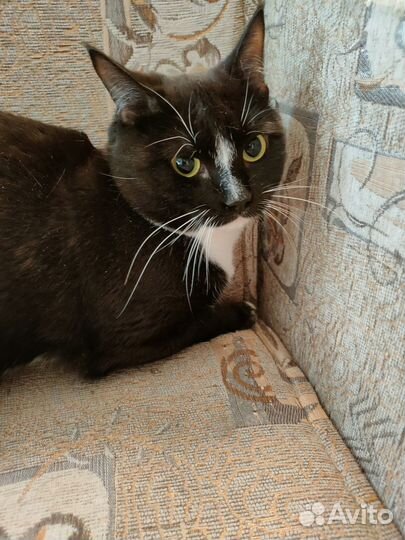 Черно-белый котик