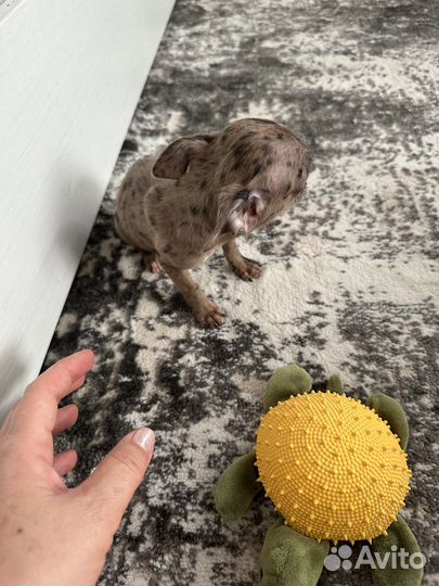 Девочка в эксклюзивном окрасе,голубые глазки