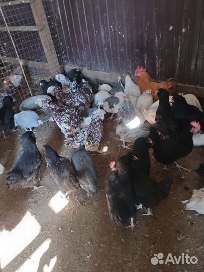 Породистые Куры, Петухи, Цесарки, Индоутки