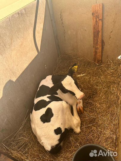 Бычки на откорм