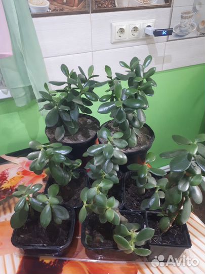 Толстянка,денежное дерево