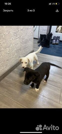 Помесь питбуля с хаски