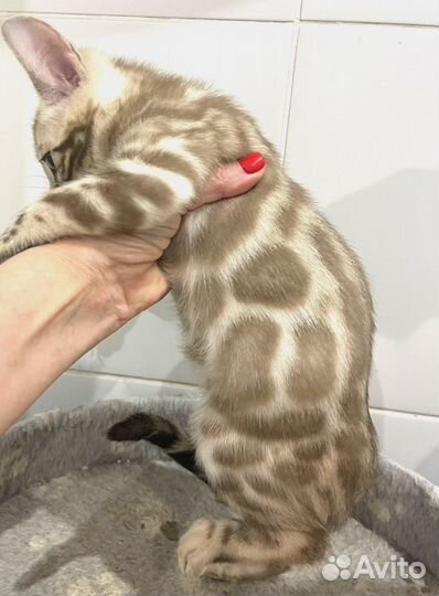 Бенгальские элитные котята с документами