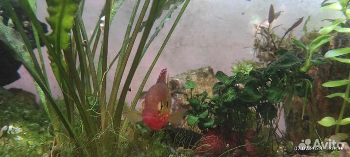 Хромис-красавец (лат. Hemichromis bimaculatus)
