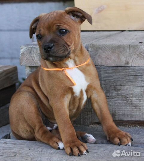 Стаффордширский бультерьер Щенки