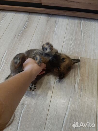 Щенок в добрые руки