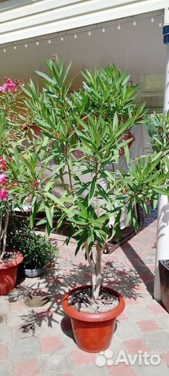 Олеандр махровый