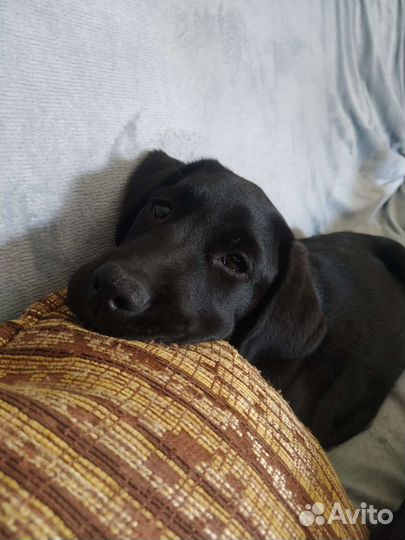 Щенки лабрадора черные