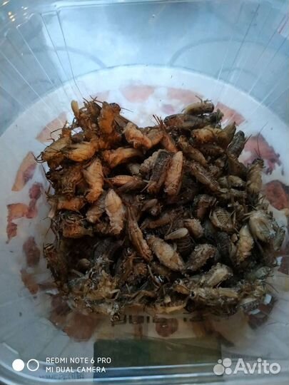 Домовой сверчок замороженный/корм для стрижей