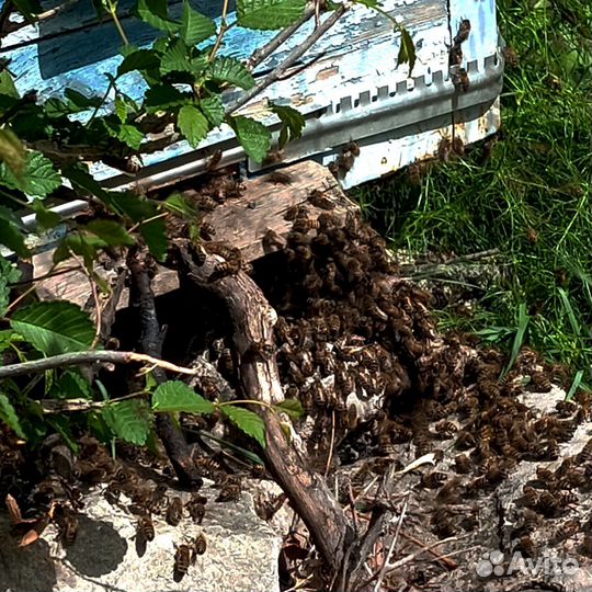 Пчелы карпатка