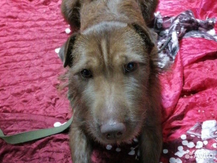 Отдам бесплатно