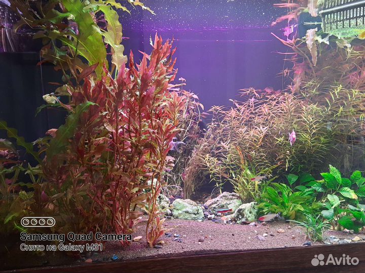 Растения для аквариума