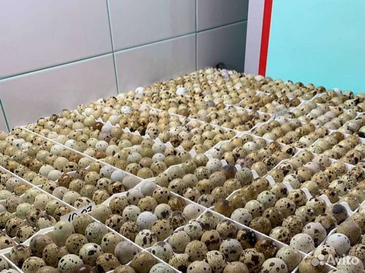 Техасский белый перепел тяжёлый