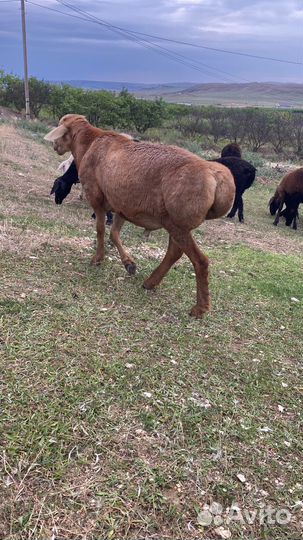 Овцы бараны