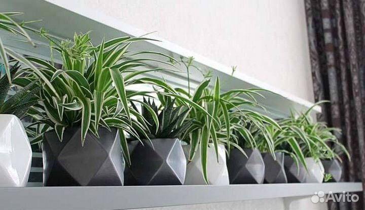 Хлорофитум оранж бонни оушен капский