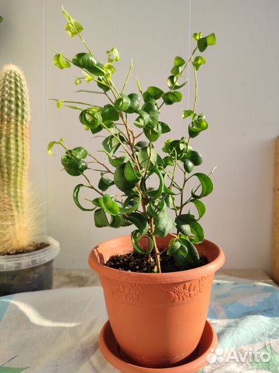 Фикус бенджамина