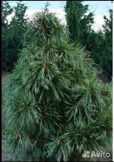 Pinus koraiensis 'Jack Corbit'40см