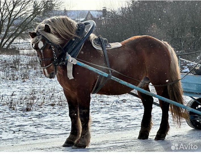 Жеребец производитель