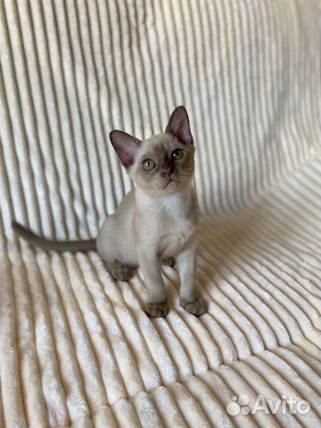 Бурманский котенок объявление продам