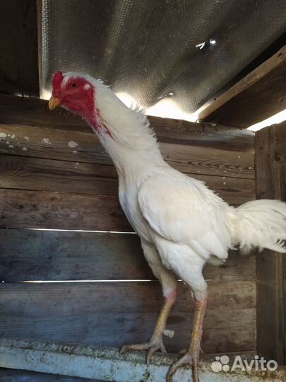 Бойцовые петухи