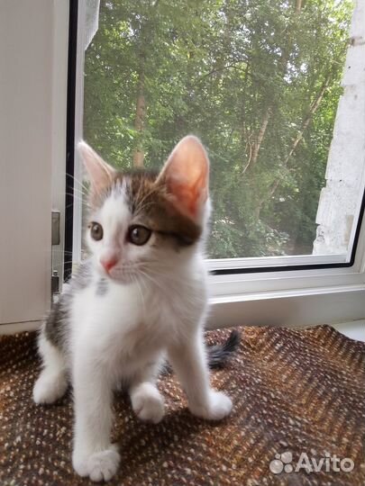 Котик с плащиком