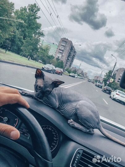 Канадский сфинкс вязка