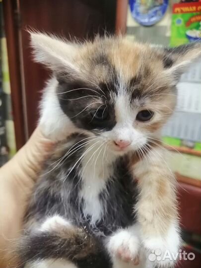 Кошки в добрые руки бесплатно